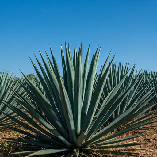 Los Agaves
