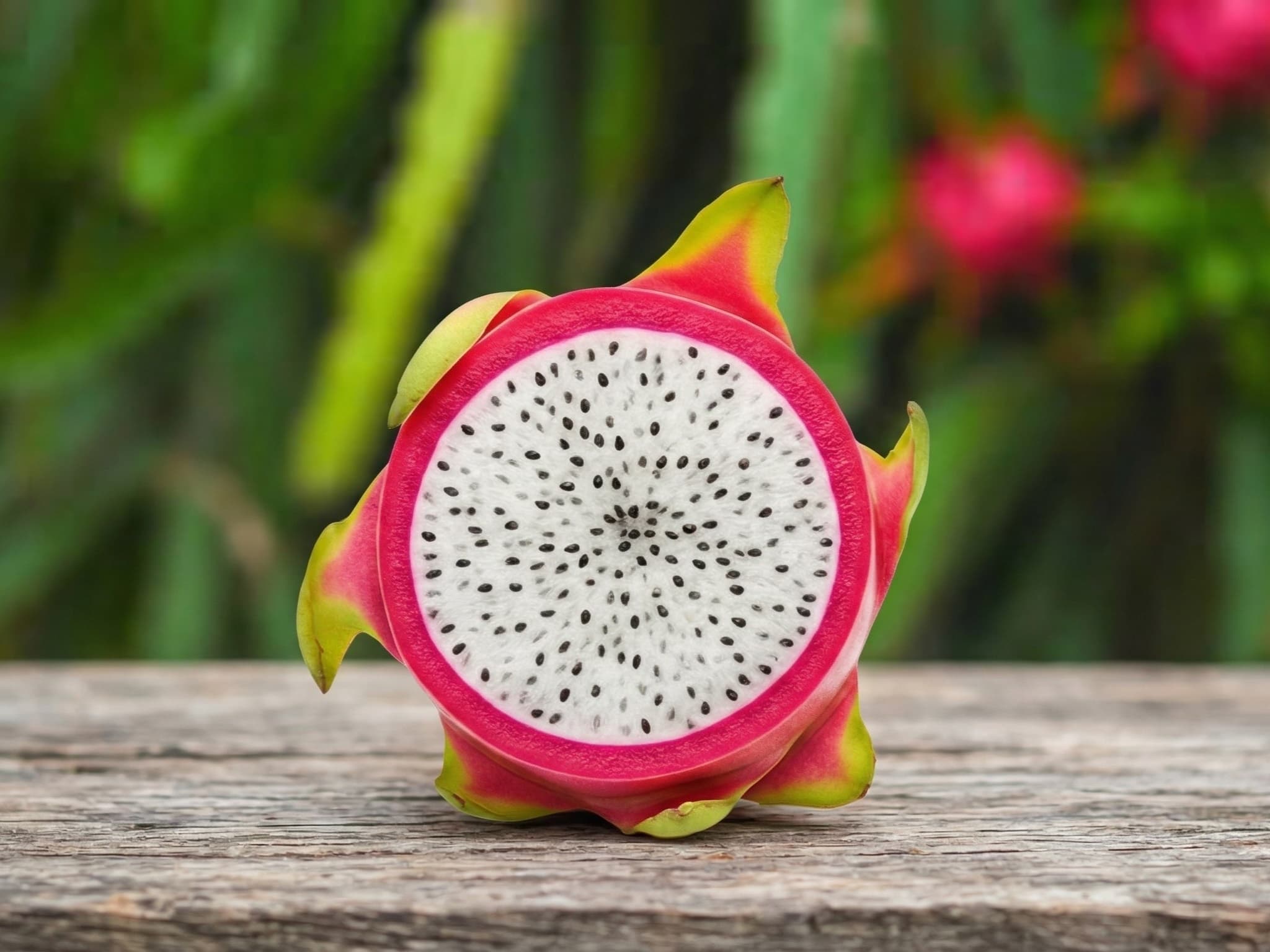 Cactáceas y Frutos